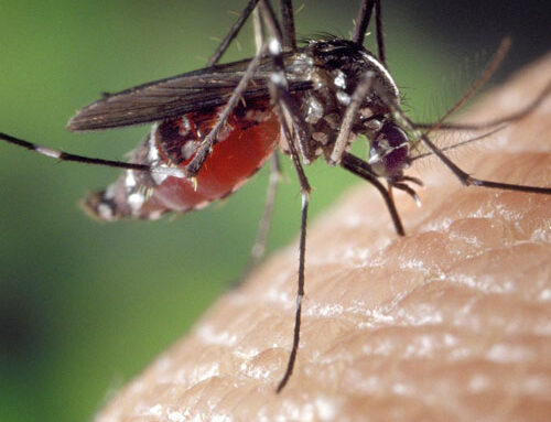 Dezinsekcija komaraca – Zaprašivanje komaraca
