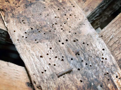 Dezinsekcija sipaca - Eko Div Niš