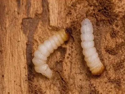 Dezinsekcija sipaca - Eko Div Niš