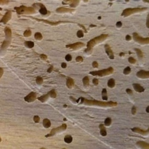 Dezinsekcija sipaca - Eko Div Niš